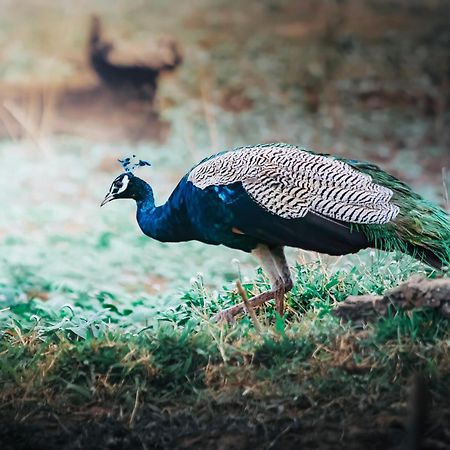 Green Paradise Cottage Udawalawa ウダワラウェ エクステリア 写真