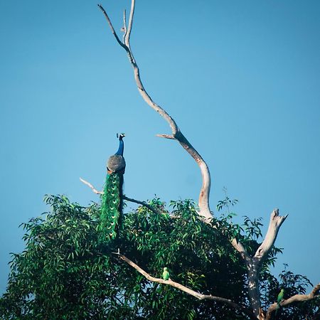 Green Paradise Cottage Udawalawa ウダワラウェ エクステリア 写真