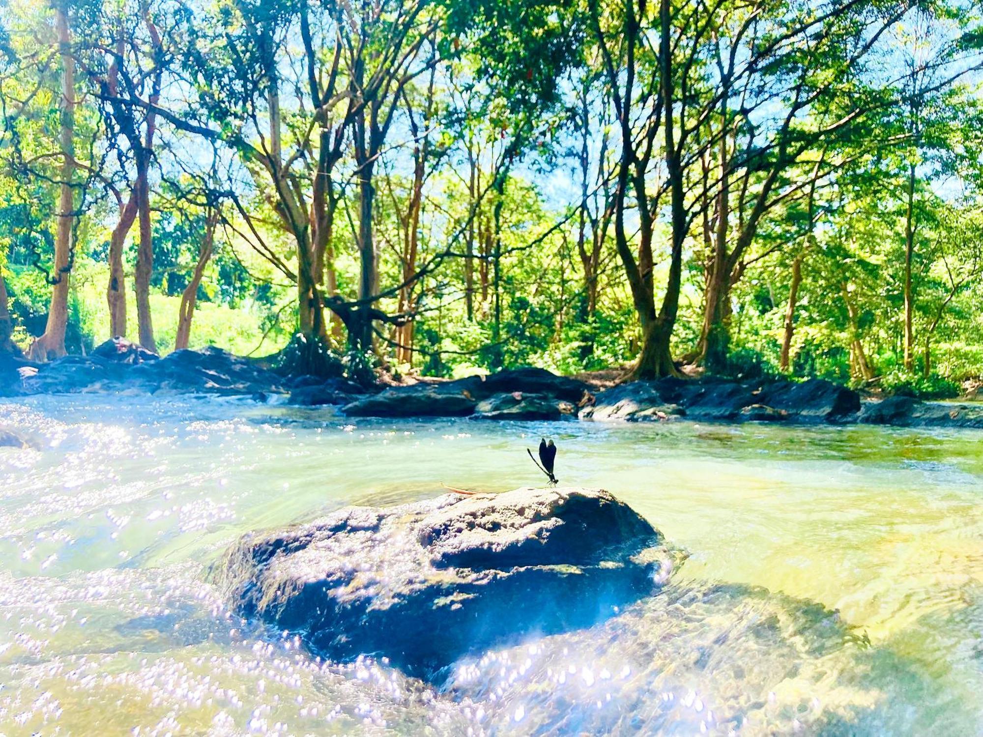 Green Paradise Cottage Udawalawa ウダワラウェ エクステリア 写真