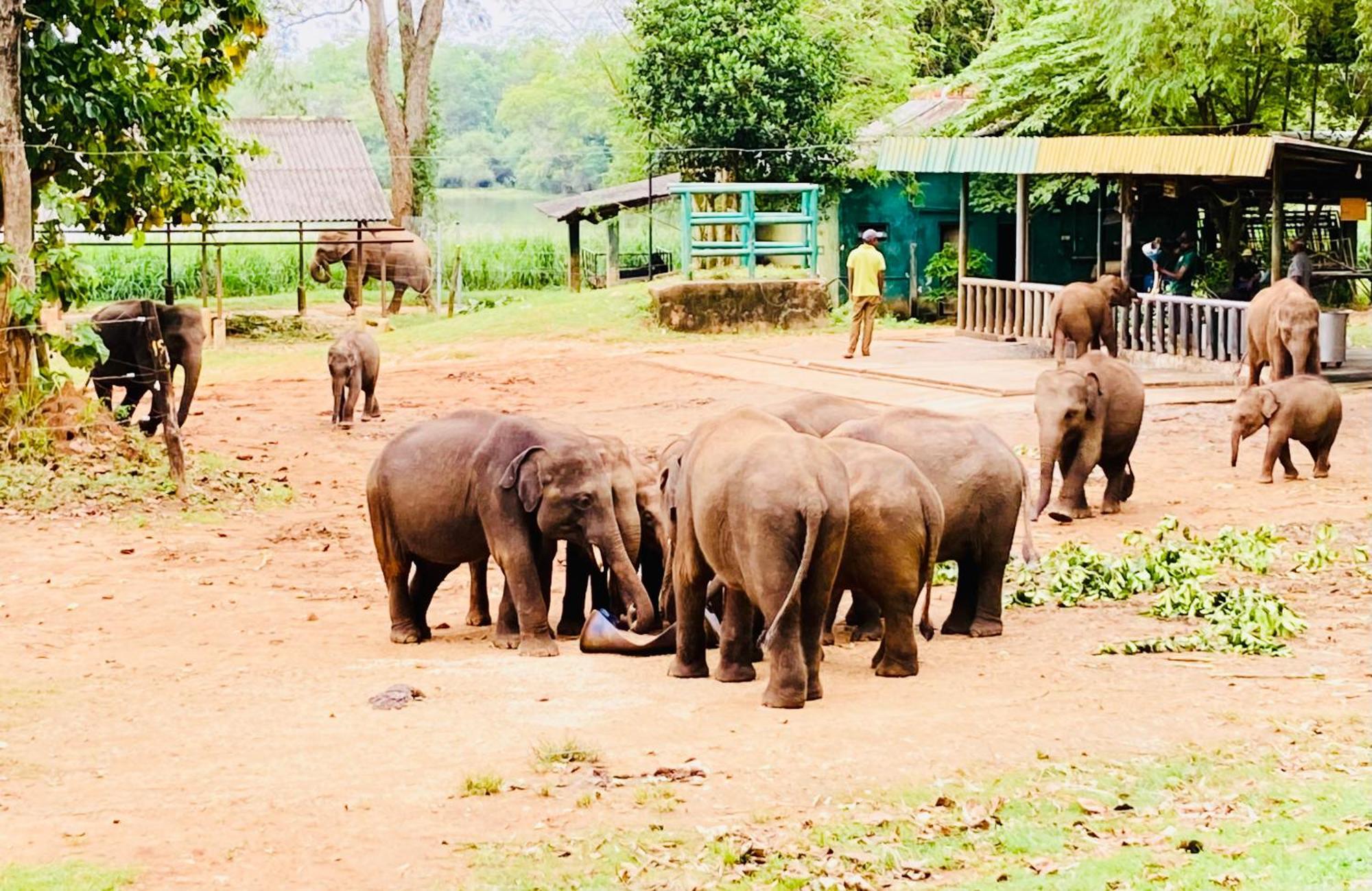Green Paradise Cottage Udawalawa ウダワラウェ エクステリア 写真