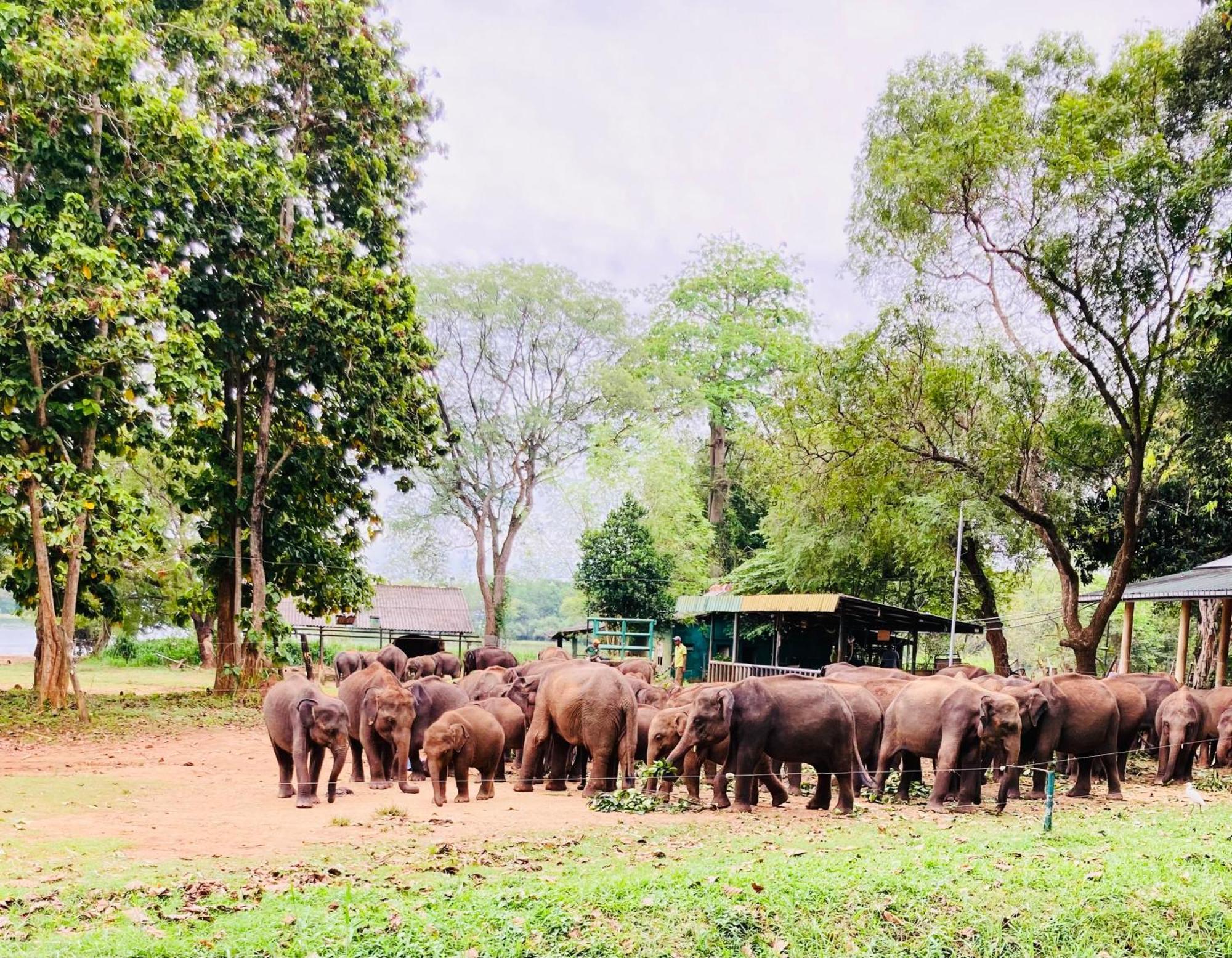 Green Paradise Cottage Udawalawa ウダワラウェ エクステリア 写真