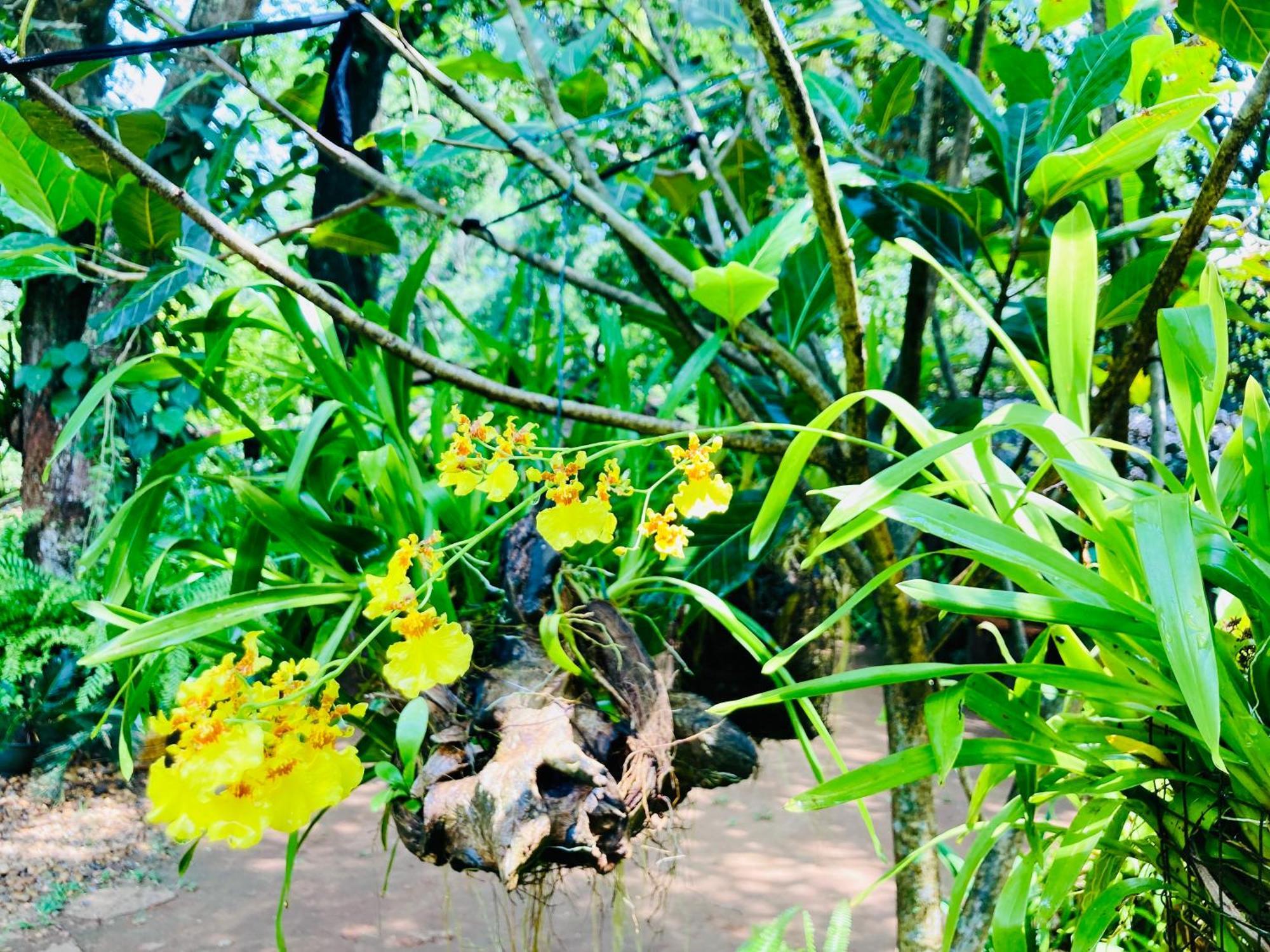 Green Paradise Cottage Udawalawa ウダワラウェ エクステリア 写真