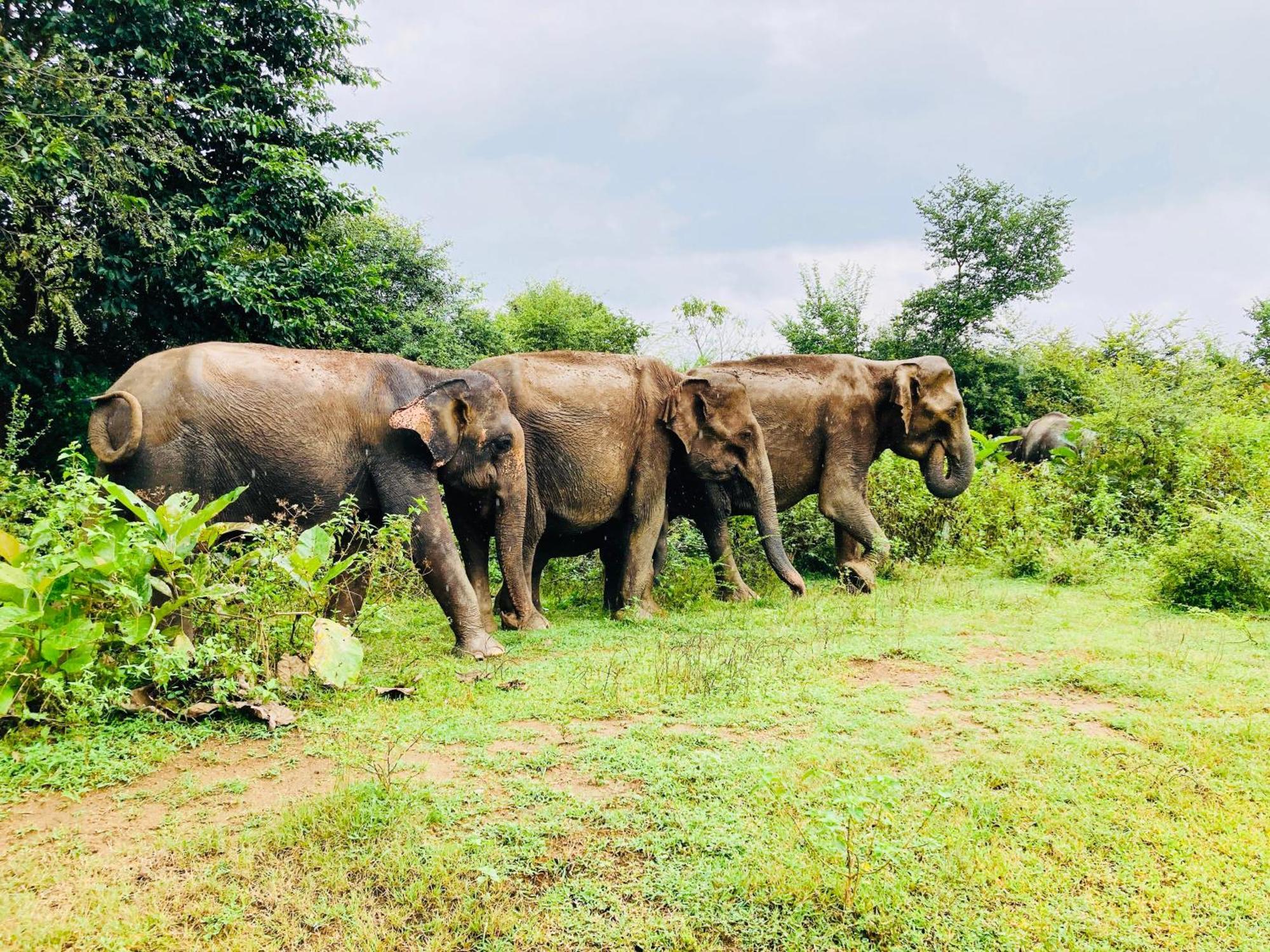 Green Paradise Cottage Udawalawa ウダワラウェ エクステリア 写真