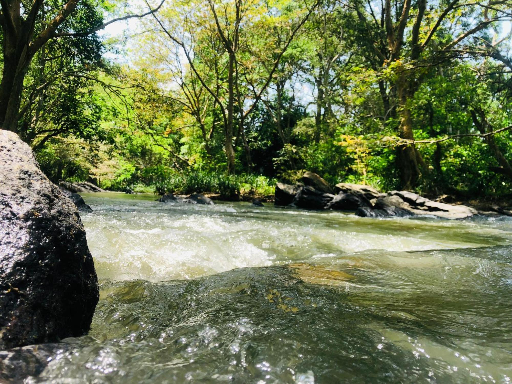 Green Paradise Cottage Udawalawa ウダワラウェ エクステリア 写真